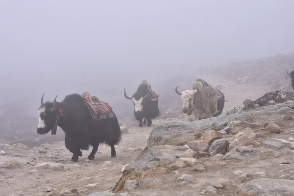 Yaks tibétains dans la brume sur leur chemin d'expédition . — Photo