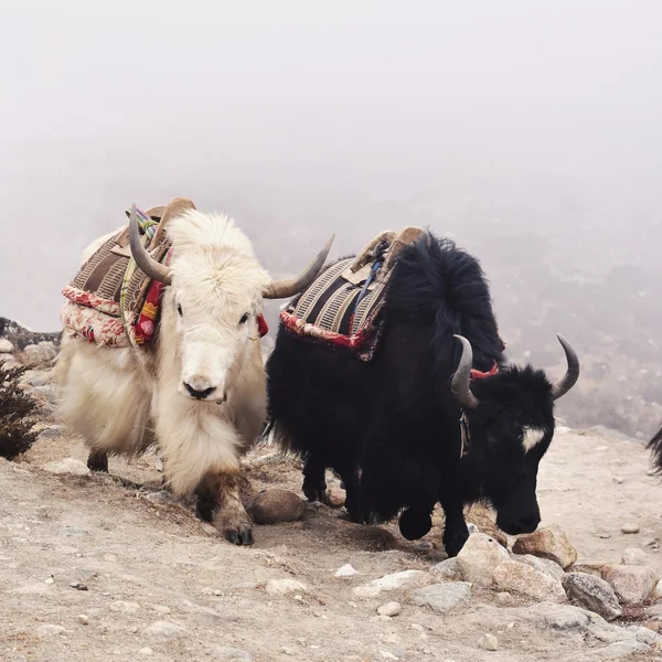 霧の中でチベットのヤク。黒と白ヤク移動. — ストック写真