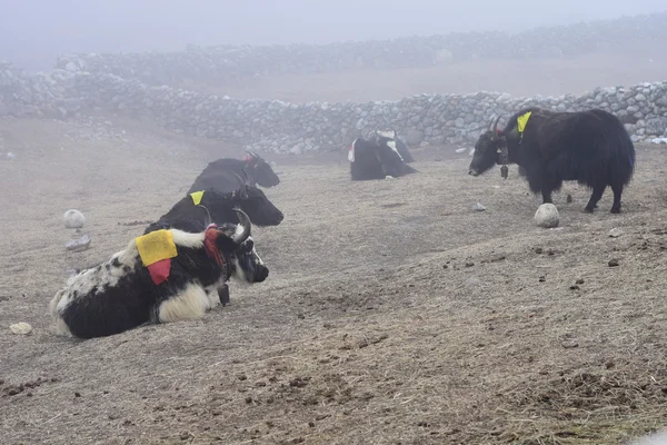 Ferme de yak. Yaks tibétains au repos . — Photo