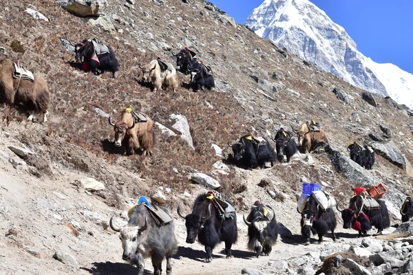 Яків експедиції на шляху до Базовий табір Евересту. — стокове фото