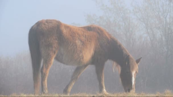 Joven caballo salvaje en el campo brumoso mirando a la cámara y dejando la escena al final . — Vídeos de Stock