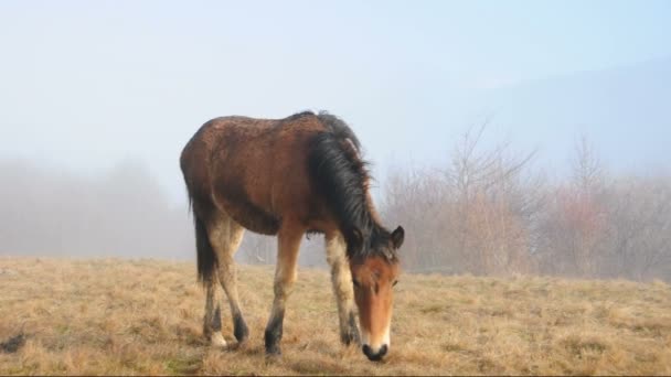 Jovem cavalo selvagem no campo nebuloso olhando para a câmera e deixando a cena no final . — Vídeo de Stock