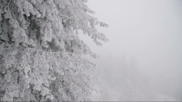 Tempestade de inverno, pinheiros sacudidos pelo vento . — Vídeo de Stock