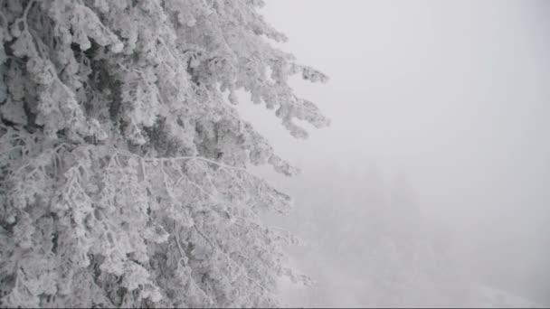 Winter storm, tallar skakas av vinden. — Stockvideo