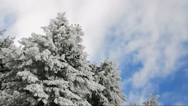 Winter pine trees. at blue sky. — Stock Video