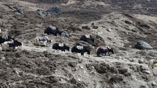 Yaks con expedición en la montaña Himalaya, Nepal . — Vídeos de Stock