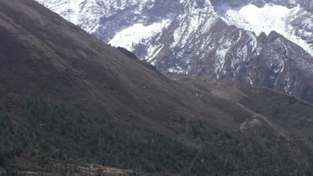 Inclinación de la montaña Himalaya con yaks pasando. Nepal . — Vídeo de stock