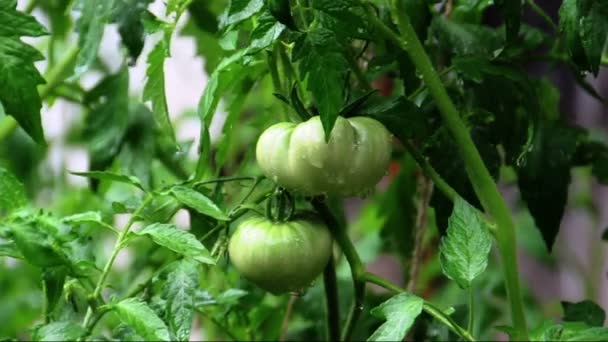 Lluvia cayendo sobre planta de tomate verde — Vídeos de Stock