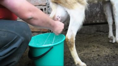 Keçi doğal yolla Milked olma