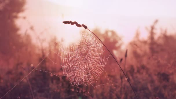 Spider Web en el viento — Vídeos de Stock