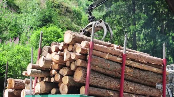 Houtindustrie, hout naar een vrachtwagen voor uitvoer. — Stockvideo