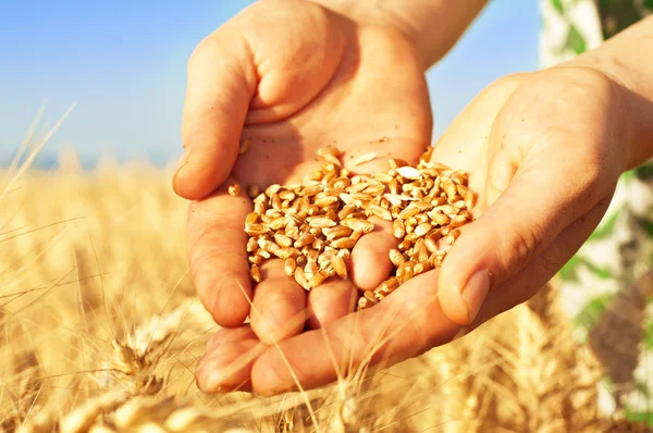 Wheat in woman's hands — Stock Photo, Image