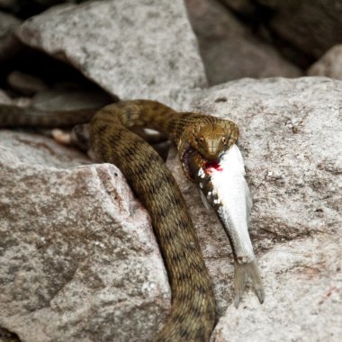 Vahşi yılan yeme balık