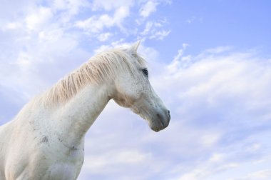Mavi gökyüzü, beyaz at