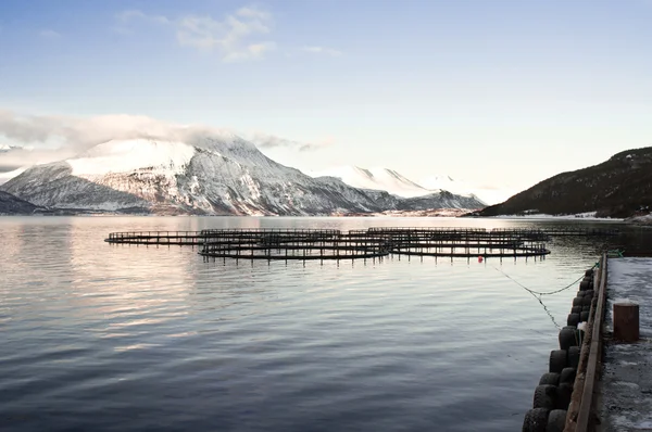 Norveç somon çiftlikleri — Stok fotoğraf