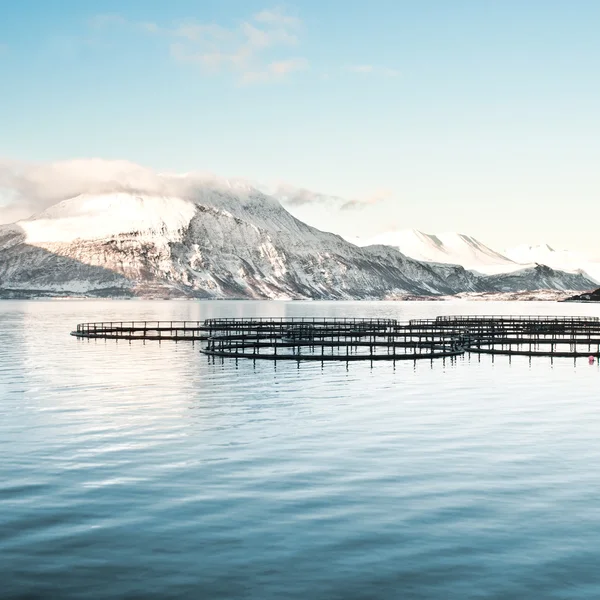 Norveç somon çiftlikleri — Stok fotoğraf