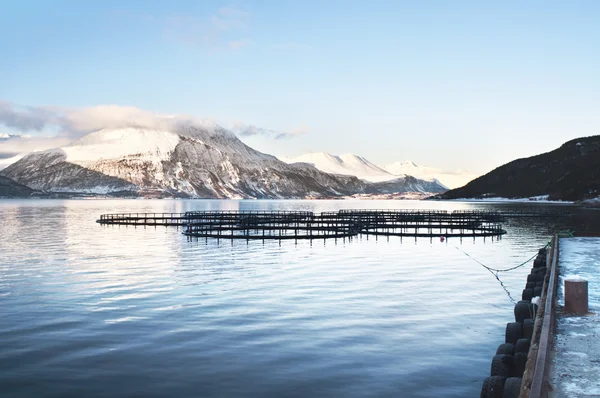 Allevamenti di salmoni in Norvegia — Foto Stock