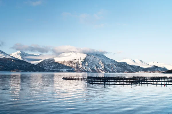 Norveç somon çiftlikleri — Stok fotoğraf