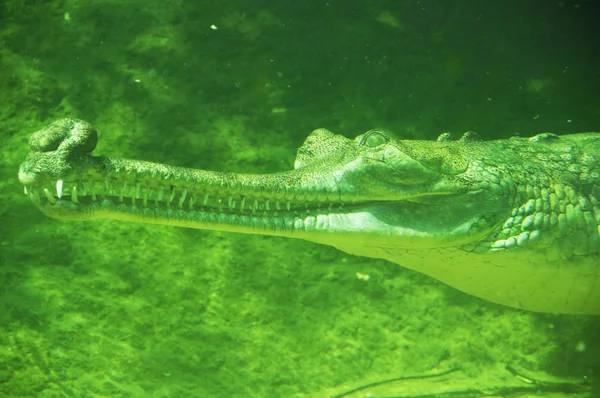 Crocodiles dans un marais — Photo