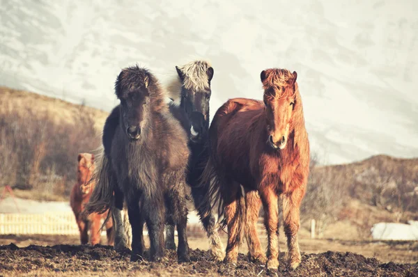 Cavalos islandeses — Fotografia de Stock