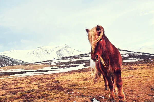 アイスランドの馬 — ストック写真