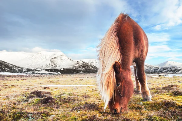 Cavalli islandesi — Foto Stock