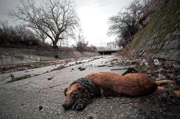 Cão morto perto do esgoto da cidade — Fotografia de Stock