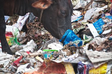 İnekler yasadışı çöplük Çöp yeme