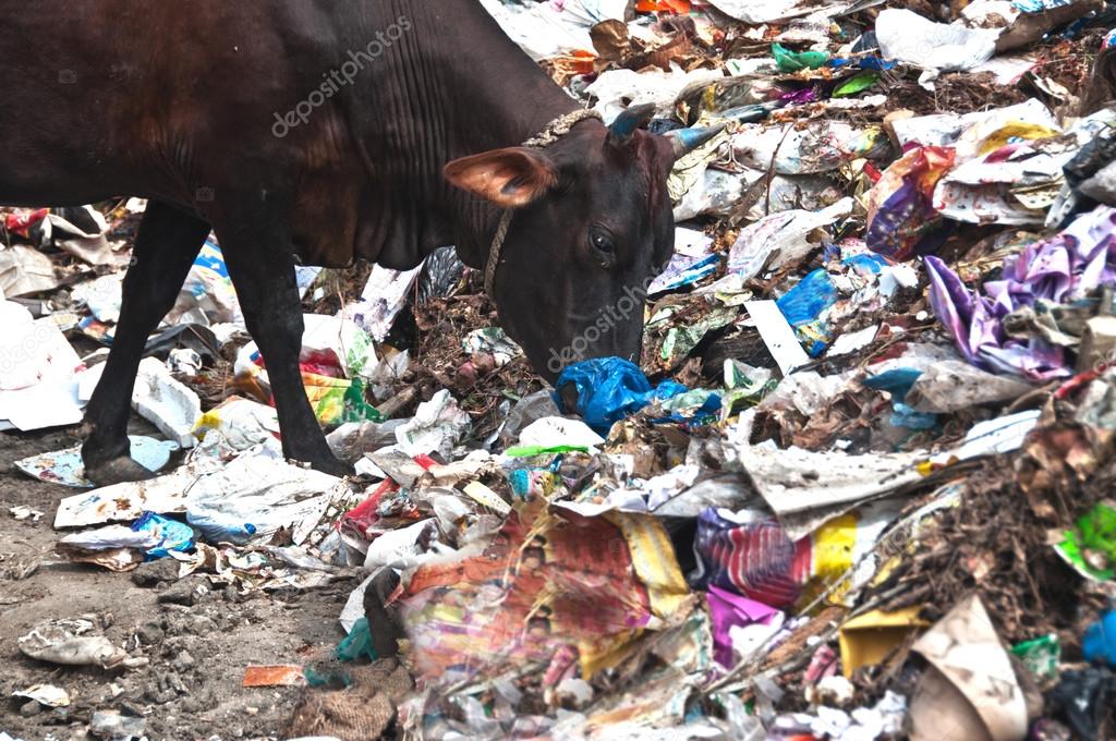 Cows eating trash at illegal landfill