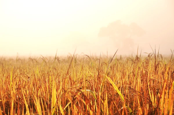 Рисове поле на заході сонця — стокове фото
