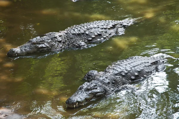 Crocodiles — Photo