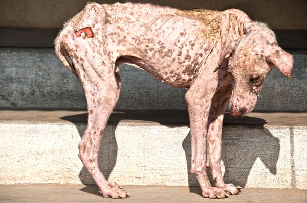 Veba köpek