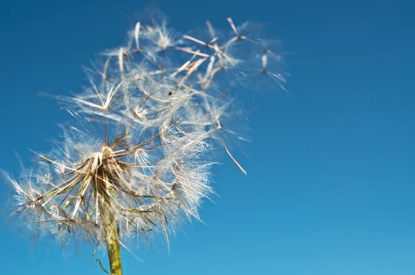 Diente de león — Foto de Stock