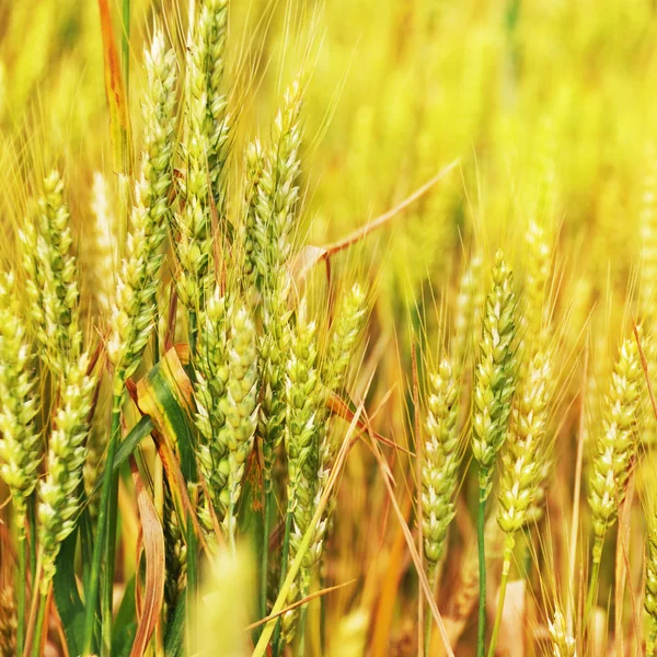 Green wheat — Stock Photo, Image