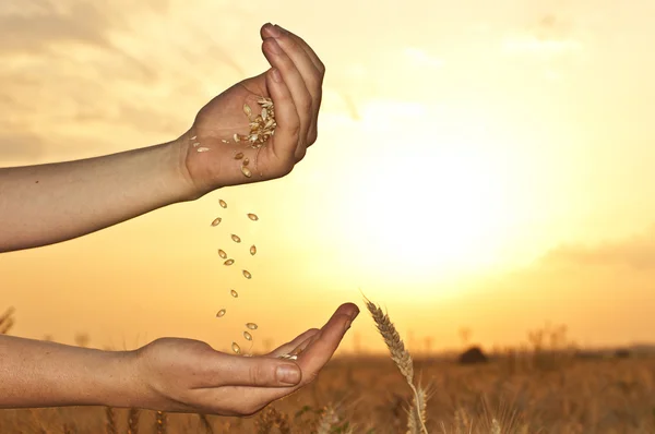 Blé entre les mains au coucher du soleil — Photo