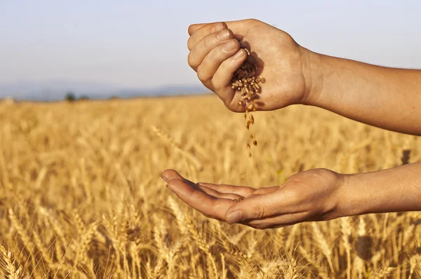 Quickly run of wheat seeds between hands — Stock Photo, Image