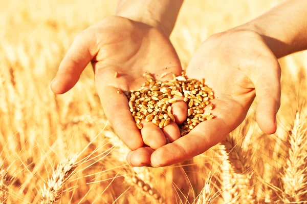 Wheat seeds in hands — Stock Photo, Image