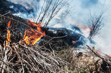 Alan ve orman yanan ateş