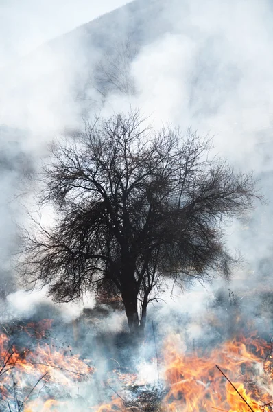 Огонь горит на поле и в лесу — стоковое фото