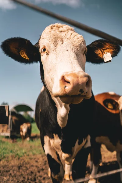 İnek doğrudan kameraya bakıyor.