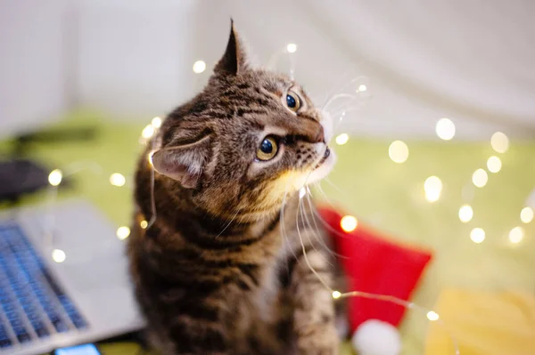 A bird-like cat is eating a garland sitting on a green mattress. Christmas concept. Close up