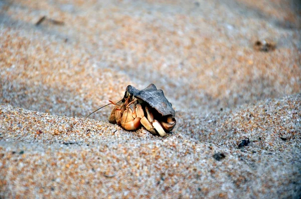 Caranguejo-eremita — Fotografia de Stock