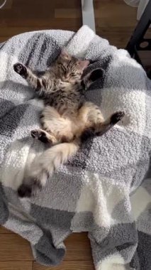 Gri, genç kedi yavrusu sırtüstü uzanmış, ekose kumaşla kendini yalıyor, kuyruğunu sallıyor..