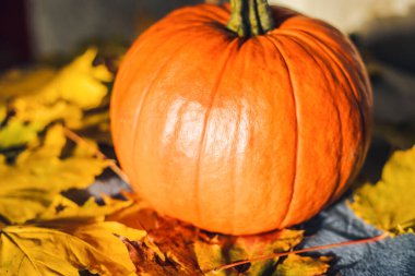 Sonbahar yapraklarında balkabağı