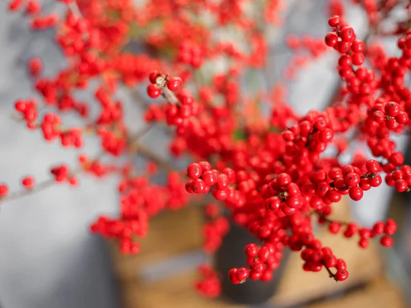 Ramo Natal Com Bagas Vermelhas — Fotografia de Stock