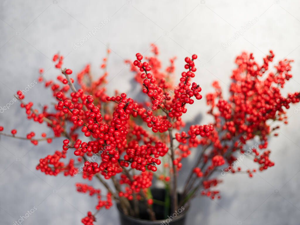 Christmas branch with red berries