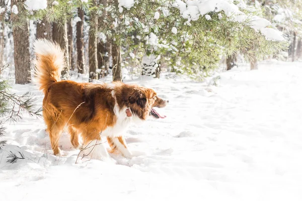 Собака Бежит Снегу — стоковое фото