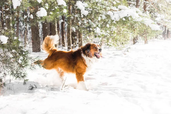 Hund Läuft Schnee — Stockfoto