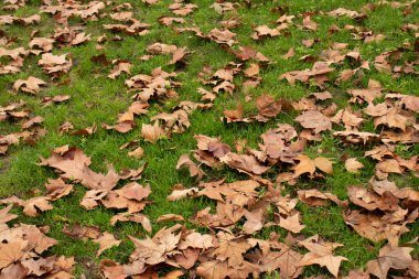 Yeşil çimlerin üzerindeki ağaçlardan düşen yapraklar. Parktaki yeşillikler..