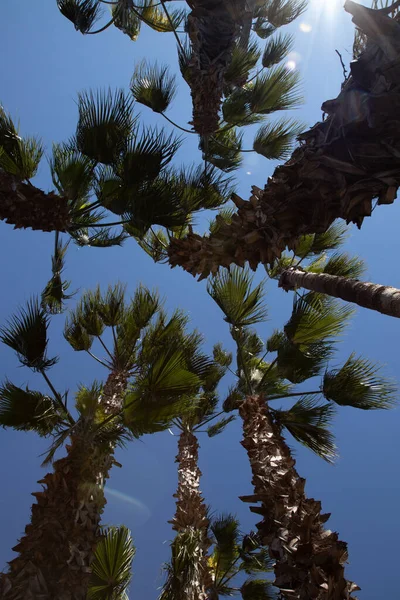 Высокие Пальмы Простираются Достигают Голубого Неба Силуэт Ладоней Фотография Кнопочным — стоковое фото
